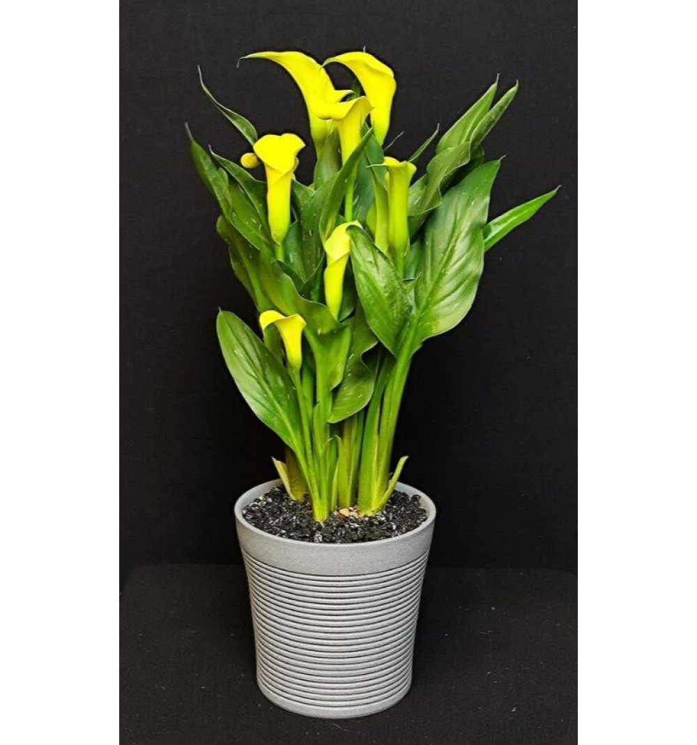 Калла жёлтая